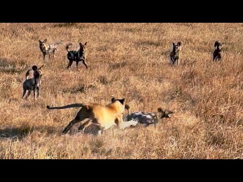 WILD DOGS DISTRACT LION TO SAVE CAUGHT PACK MEMBER