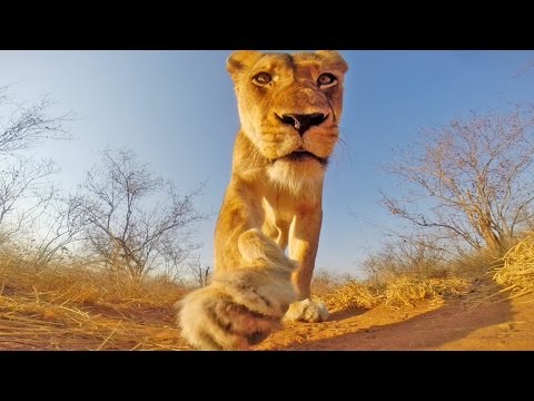 GoPro Lioness in Greater Kruger National Park