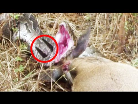 Python Tries To Escape Horns Piercing Through Head