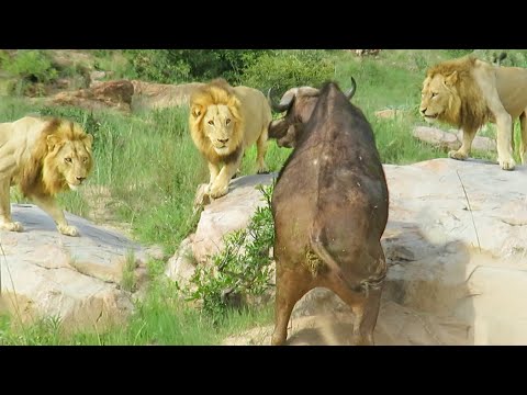 3 Lions Corner Buffalo With Broken Leg