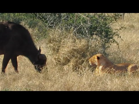 THIS BUFFALO NEEDS GLASSES