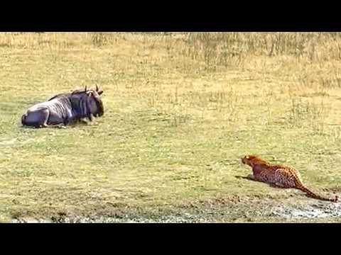 Sleeping Wildebeest Gets Ambushed by Leopard