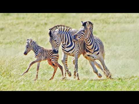 Zebra Stallion Destroys Newborn While Mom Fights Back
