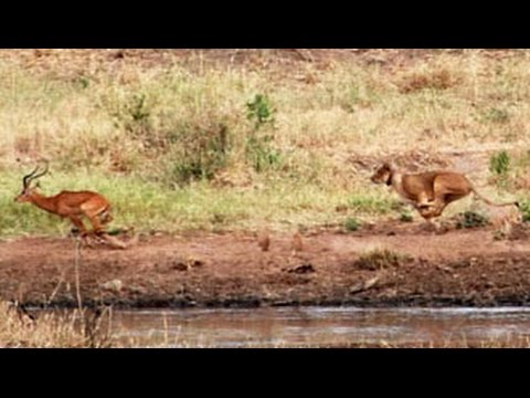 Lions Hunt a Herd of Impalas Latest Wildlife Sightings