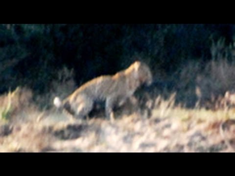 Mating Leopards Seen from Camp