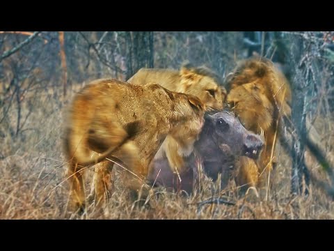 Lions Play Tug of War with Warthog Trying to Escape
