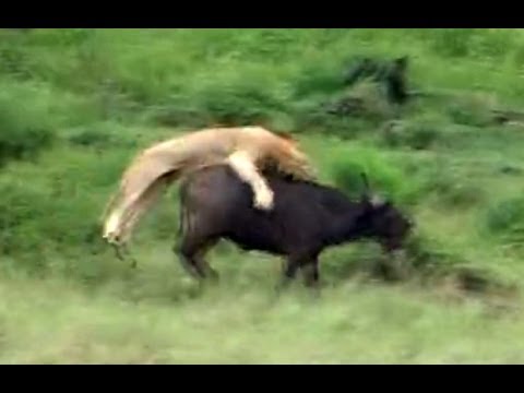 Incredible Attempt By Lions To Hunt A Buffalo Latest