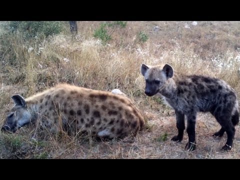 Interesting Calls Made By A Spotted Hyena Latest Sightings