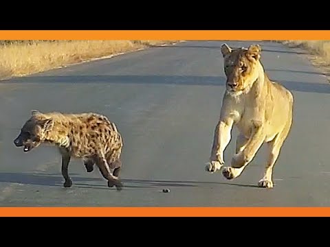 Three Legged Hyena Falls Right Into Lion s Trap