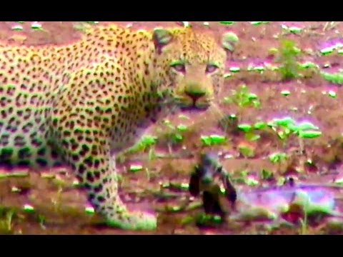 Unbelievable Leopard Hesitates Before Taking Out An Impala