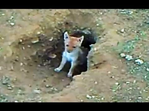 Jackal Puppies Emerge from Den