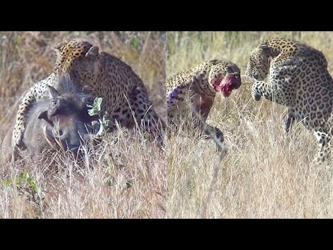 Leopards Fight Over Warthog While it Escapes