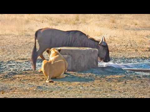 Lioness Uses a Perfectly Placed Wall to Ambush Wildebeest