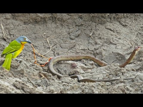 Bird Pulls The Guts Out of Snake