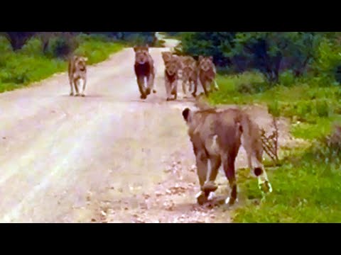 Lioness Reunites With Her Pride After Being Separated For