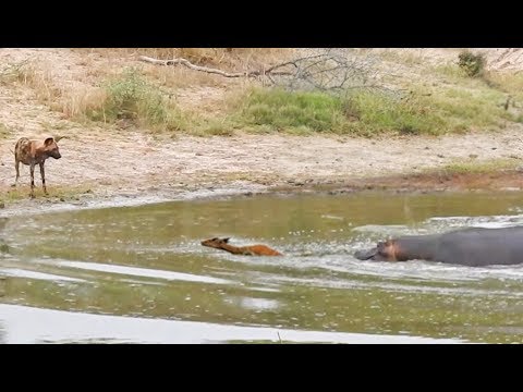 Impala in a Catch 22 Between Hippo and Wild Dog