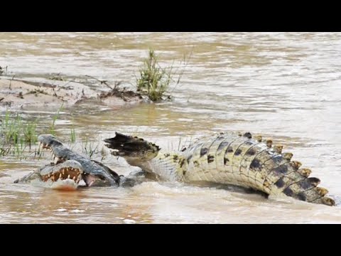 Crocodiles Fight For Their Life