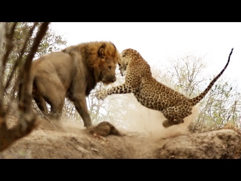 Male Lion Stalks Attacks Leopard