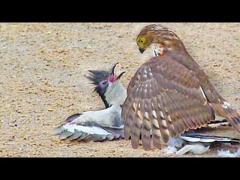 Hawk Tries to Kill Cuckoo Bird