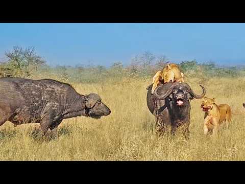 Lions Try Take Buffalo Down for Hours But it Keeps Getting