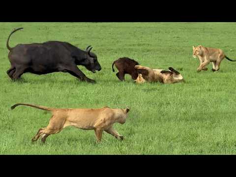 Loving Mother Herd Do All They Can to Save Baby Buffalo