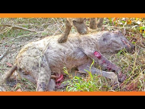 2 Hyenas Brutally Attack Another Hyena