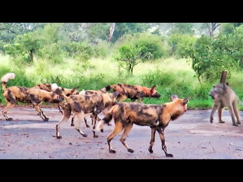 20 Wild Dogs Trap 1 Baboon