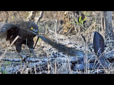 Cobra vs Brown Snake Eagle Latest Wildlife Sightings