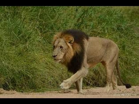 Huge Male Lion Crossing the Road