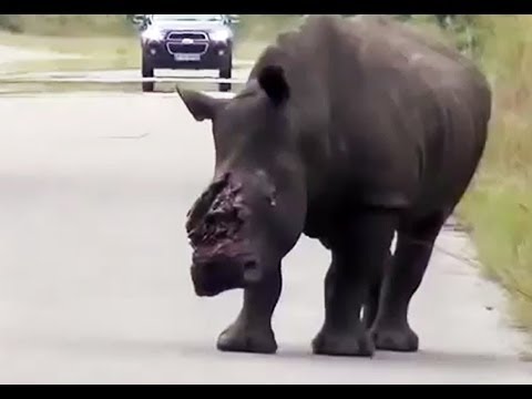 Dehorned Rhino Seen on the Road in the Kruger National Park