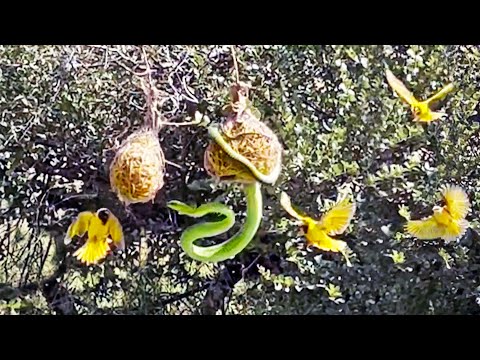 Birds Desperately Defend Their Chicks From Snake