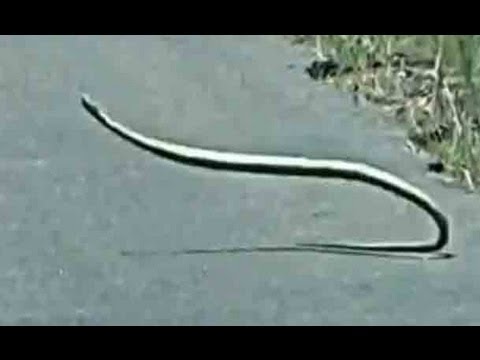 Incredible Snake Behaviour Some Amazing Moves Latest