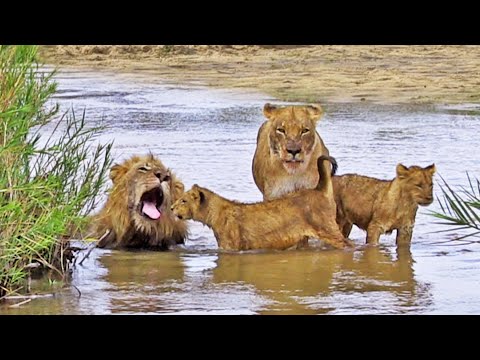 Lion Family Fun Day at the Beach