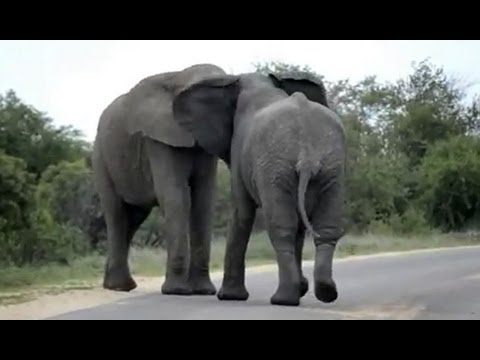 Elephants Fight in Road