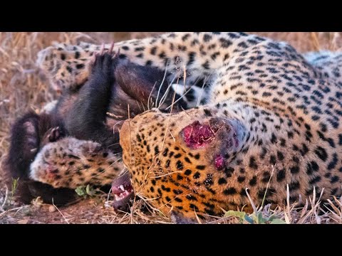 Honey Badger Tries Escaping Leopard s Grip