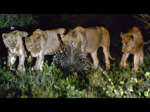 7 Male Lions Can t Take Down 1 Porcupine