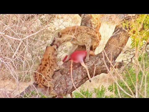Why Hyenas Shouldn t Climb Trees