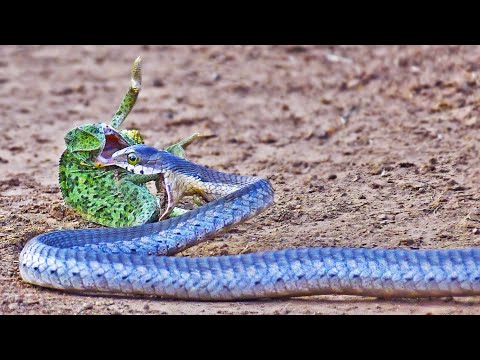 Chameleon Fights Back at Striking Snake