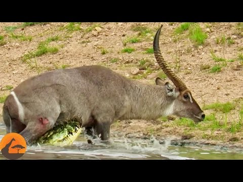 Waterbuck Escapes the Jaws of a Crocodile