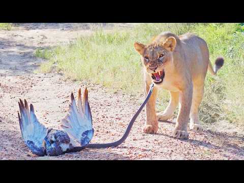 Epic Battle Between Lions Black Mamba and Eagle