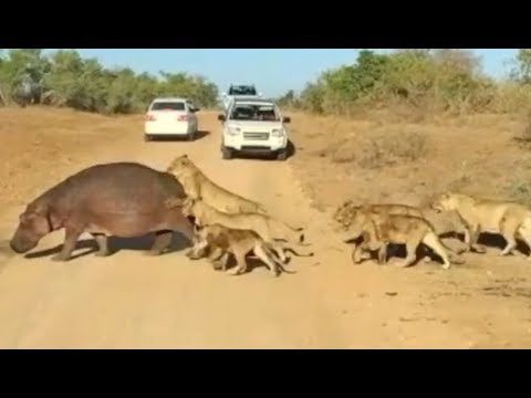 Top 5 Best Hippo Sightings Compilation