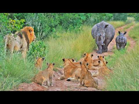 Rhino Baby Teaches 10 Lions That He s The King of The Road