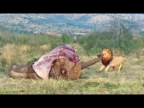 Lion Tries to Drag Entire Elephant by the Trunk