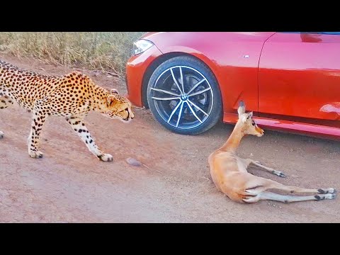 CHEETAH CHASES IMPALA INTO BMW