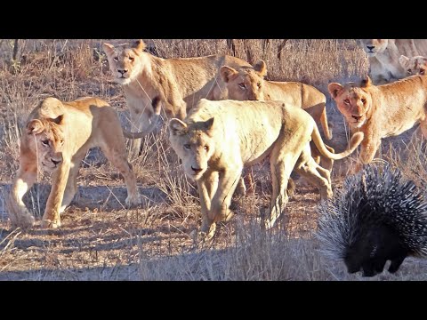 Porcupine Takes on Pride of Lions Including rare white lion