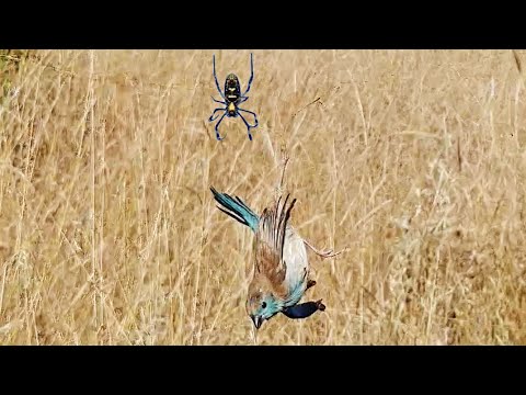 Bird Gets Stuck in Spider s Web