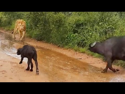 Buffalo Saves Her Newborn Calf from Lion