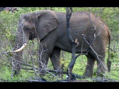 Kruger Sightings Elephant Pulling A Tree Out 6 December 2011