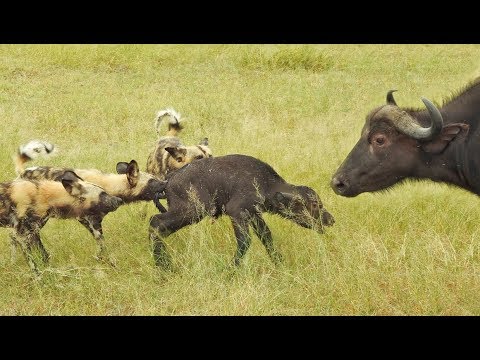 Wild Dogs Take 5 Buffalo Calves in an EPIC Feeding Frenzy