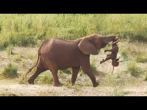 Heartbroken Mother Elephant Can t Let Her Stillborn Baby Go